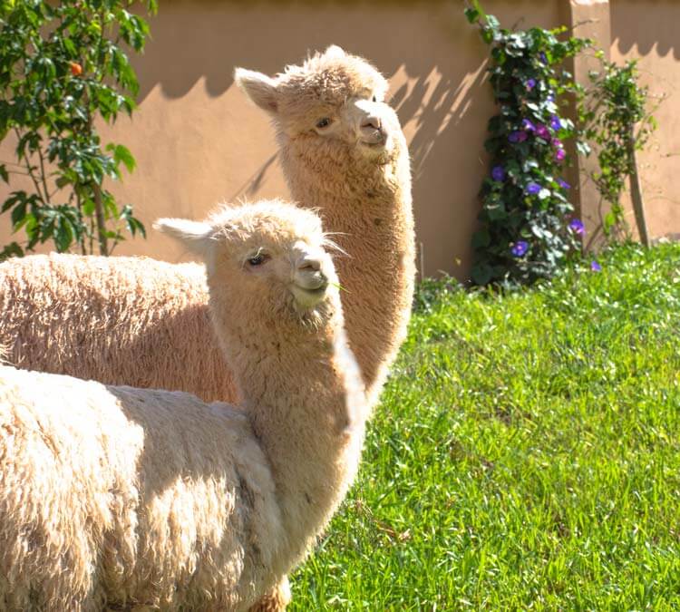 alpaca in veronica view hotel